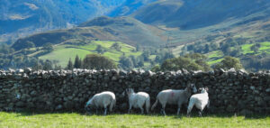 19 Points - Sheltering - Gloria Pritchard