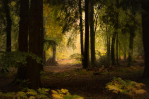 18 Points - Into the woods - Jenny Fryer LRPS