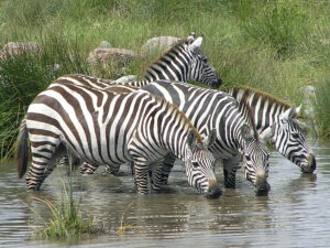 18 Points - Zebras in Serengeti - Christine Morgan