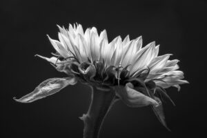 Highly Commended - Sunflower - Steve Varman 17 Points