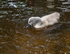 Cygnet Making Ripples