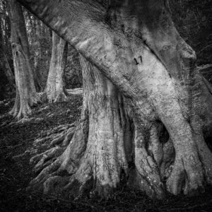 Highly Commended - 17 - David Gamm 15 Points