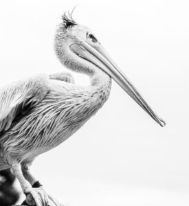 2nd - High Key Pelican - Steve Stone 18 Points