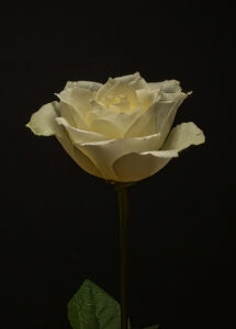 Ivory Rose