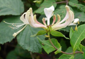 Hedgerow Honeysuckle
