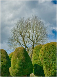Yew and Non-Yew