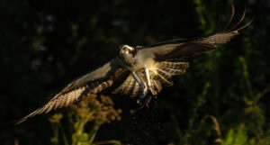 Osprey Fishing