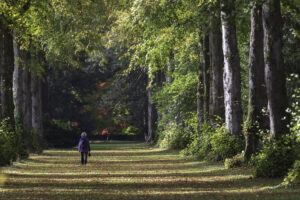 PDI Personal Selection Competition – Lime Avenue, Westonbirt - David Gamm
