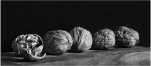 PRINT of the Year Walnuts - Joan Scott
